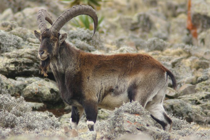 3 Days Simien Mountains Trekking - Safety and Health Considerations