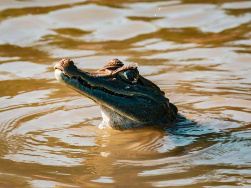 3 DAYS|| Tambopata Sunset Excursion - Itinerary Highlights