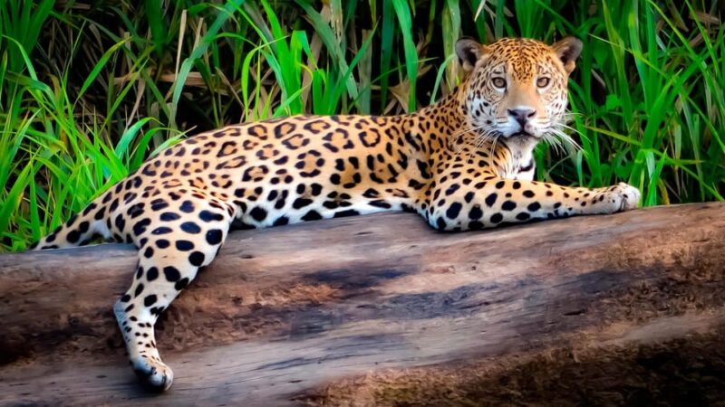 3 DAYS|| Tambopata Sunset Excursion - Day 2 Activities