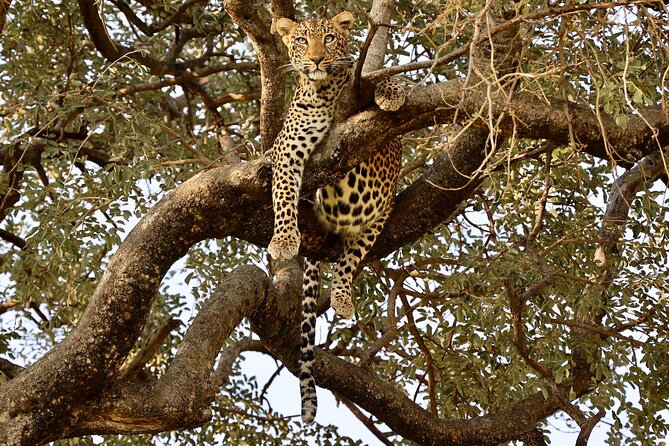 3 Days Tanzania Budget Group Joining Safari Tour - Accommodation Options