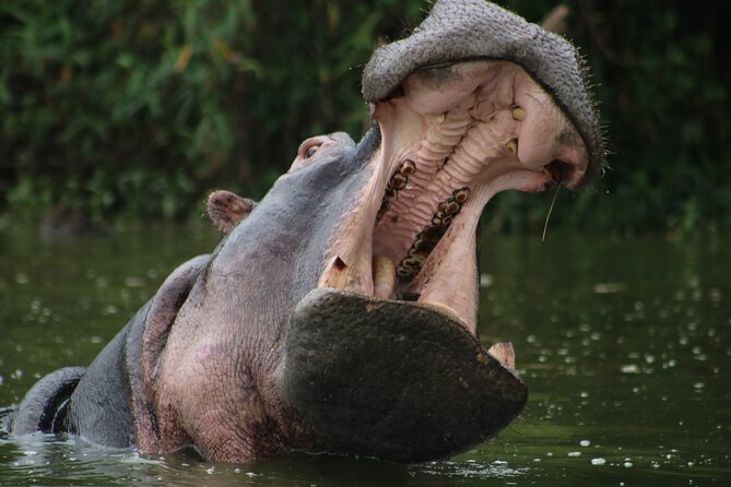 3 Days Tanzania Budget Group Joining Safari Tour - Additional Costs and Fees