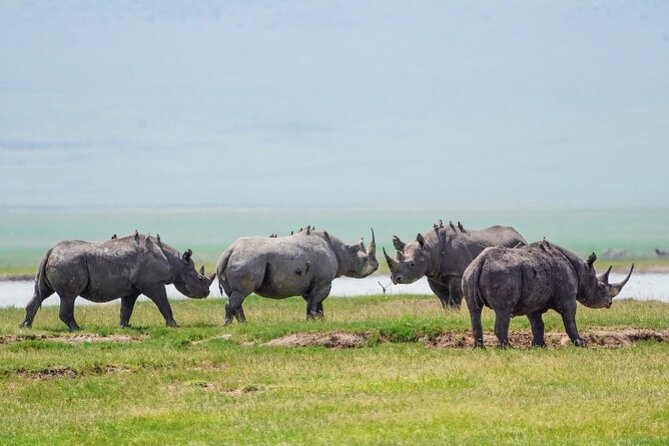 3 Days Tanzania Budget Group Joining Safari Tour - Group Size and Composition