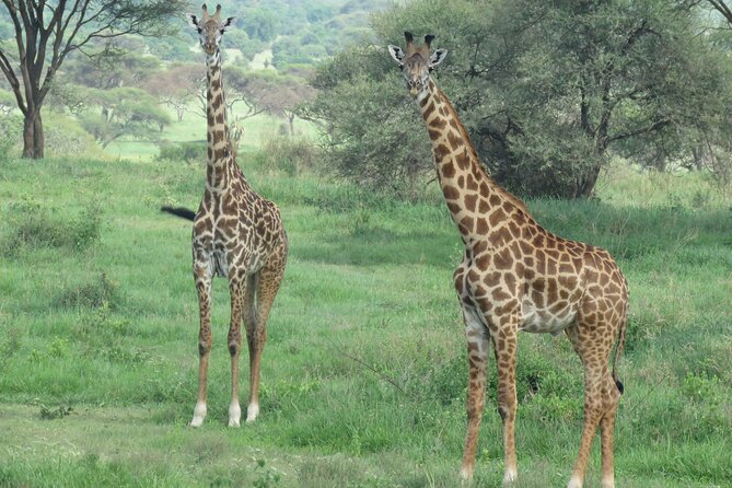 3 Days Tanzania Group Join Safari - Serengeti & Ngorongoro Crater - Accessibility and Group Size