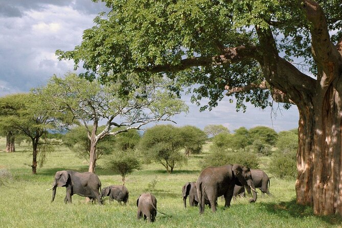3 Days Tanzania Private Budget Safari to Serengeti & Ngorongoro - Pickup and Meeting Details