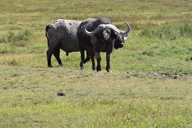 3 Days Tanzania Safari - Tarangire, Ngorongoro, Manyara - Inclusions