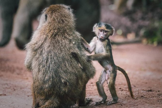 3 - Days Tanzania Wildlife Safari - What to Expect