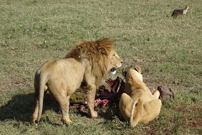 3 Days Tarangire, Lake Manyara and Ngorongoro - Booking Information