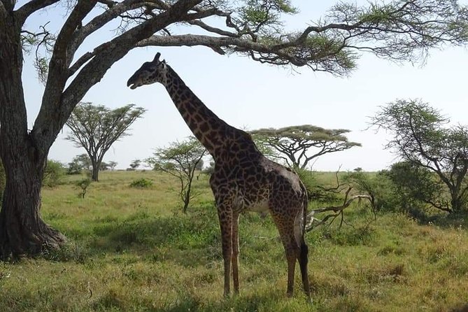 3 Days Tarangire, Lake Manyara and Ngorongoro - Ngorongoro Conservation Area