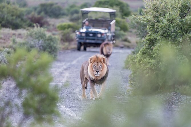 3 Days Tarangire, Manyara & Ngorongoro Budget Lodge Safari Tour Tanzania - What to Expect at Each Park