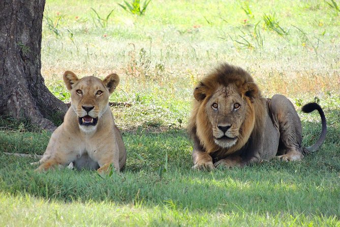 3 Days Tarangire, Manyara & Ngorongoro Mid-Range Camping Safari Tour Tanzania - Meeting and Pickup