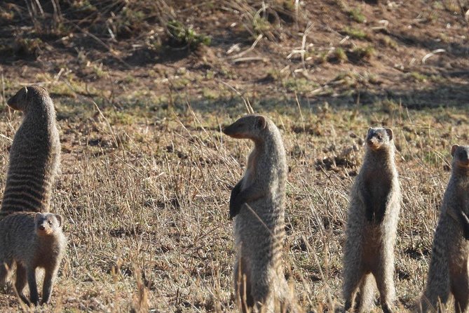 3 Days Tarangire, Manyara & Ngorongoro Mid-Range Camping Safari Tour Tanzania - Health and Accessibility