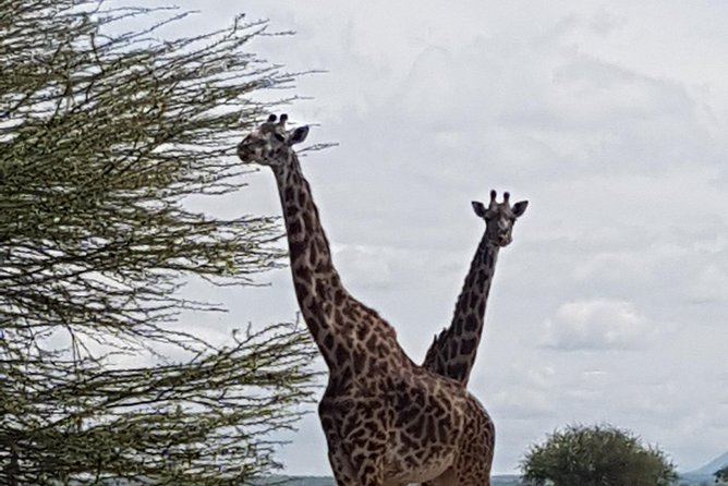 3 Days Tarangire, Manyara & Ngorongoro Mid-Range Camping Safari Tour Tanzania - Safari Destinations
