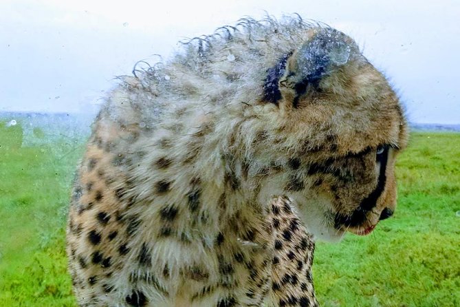 3 Days Tarangire, Manyara & Ngorongoro Mid-Range Camping Safari Tour Tanzania - Safari Activities