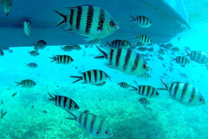 3 Days Tioman Island Package From Singapore (Private Tour) - Transportation Arrangements