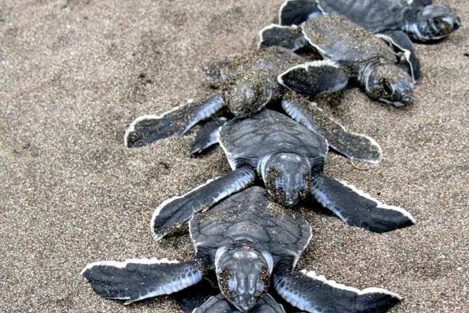 3-Days Tortuguero National Park Eco Adventure Tour - Explore Tortuguero National Park