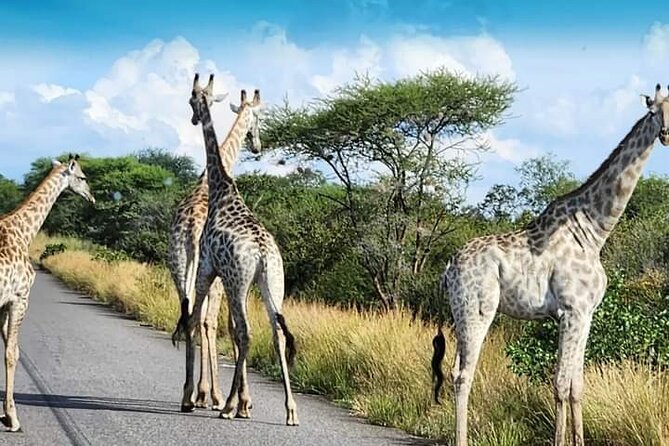 3 Days Tour at Chobe Park and Victoria Falls With Airport Pickup - Schedule and Availability