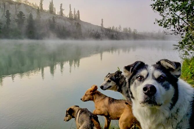 3 Days Tour Fall Color in Yukon From Whitehorse - Accommodations and Meals