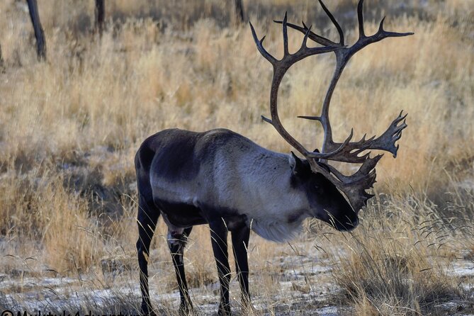 3 Days Tour Fall Color in Yukon From Whitehorse - Guest Reviews