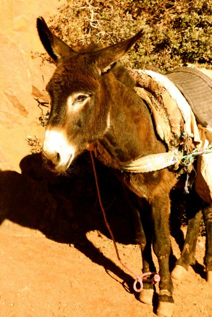 3 Days-Tour From Marrakech to Fes Luxury Camp - Transportation and Exclusions