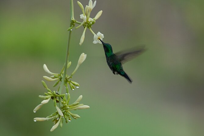 3-Days Tour in the Amazon Rainforest at Curassow Amazon Lodge - Included Services and Policies