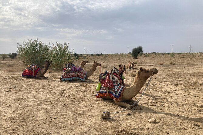 3 Days Tour in Wild Desert Safari - Who Would Enjoy This Tour?