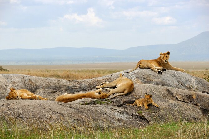 3 Days Tour Masai Mara Safari From Nairobi - Key Points