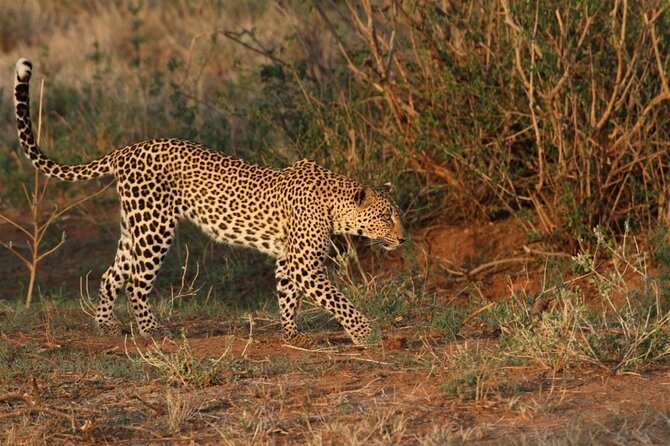 3 Days Tour Masai Mara Safari From Nairobi - Meeting and Pickup
