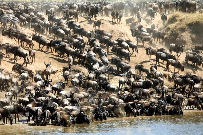 3 Days Tour Masai Mara Safari From Nairobi - Price Guarantee