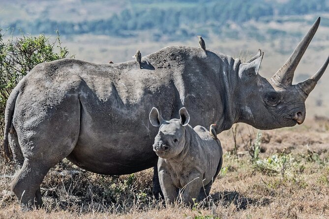 3 Days Tour Masai Mara Safari From Nairobi - Experience Highlights