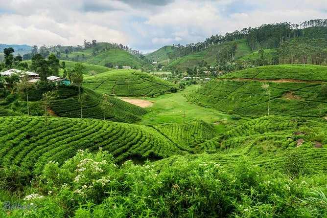 3 Days Tour to Kandy, Nuwara Eliya & Sigiriya - Pickup Information