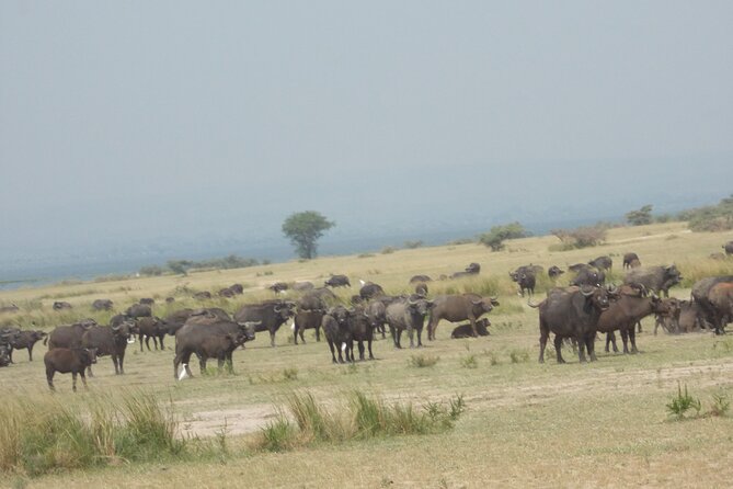 3 Days Trip To Murchison Falls - Logistics and Accessibility