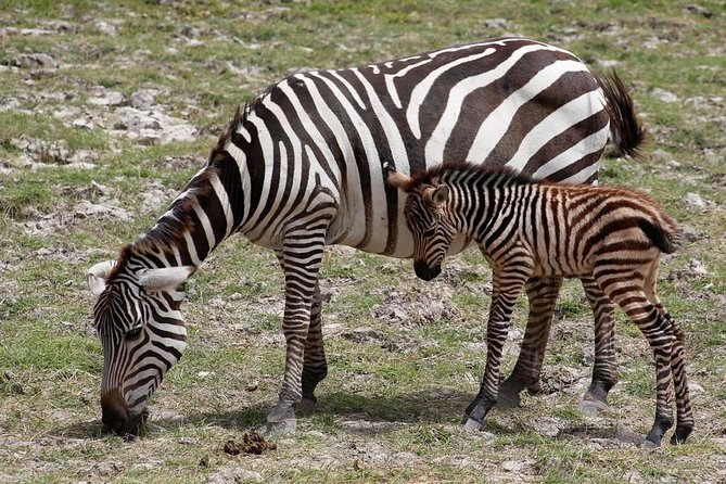 3 Days Tsavo East & Amboseli (2 Nights) - Included Meals