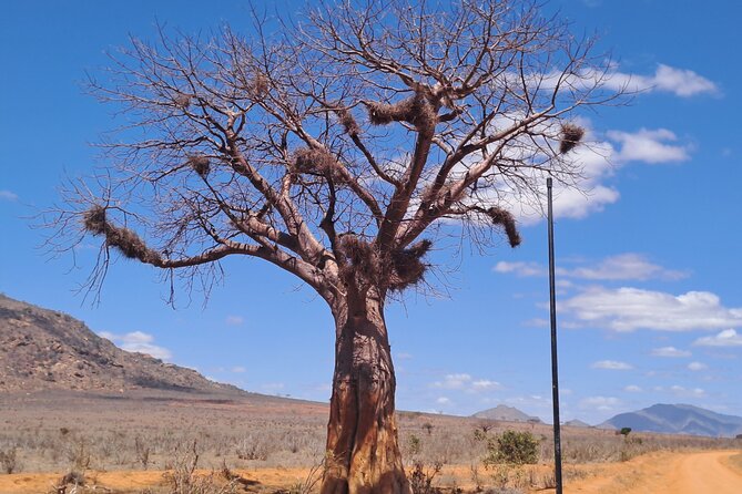 3 Days Tsavo East & Amboseli Safari From Mombasa/Diani or Nairobi - Tour Experience