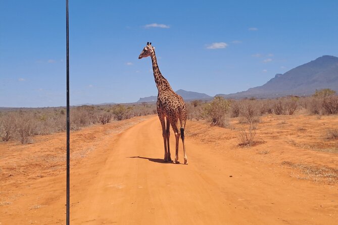 3 Days Tsavo East & Amboseli Safari From Mombasa/Diani or Nairobi - Additional Information