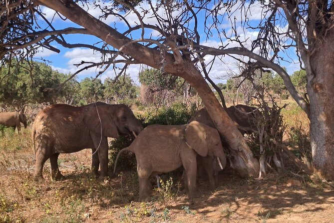 3 Days Tsavo East & Amboseli Safari From Mombasa/Diani or Nairobi - Accommodation