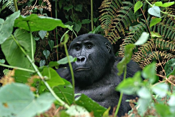3 Days Uganda Gorilla Safari Tour With Relaxation on Lake Bunyonyi - Daily Itinerary