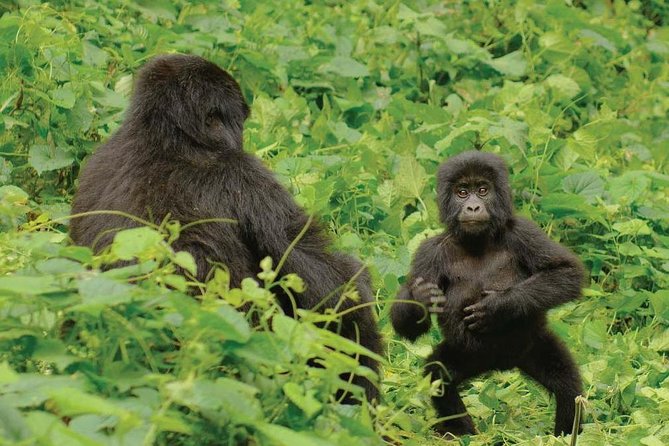 3 Days Uganda Gorilla Safari Tour With Relaxation on Lake Bunyonyi - Relaxation on Lake Bunyonyi