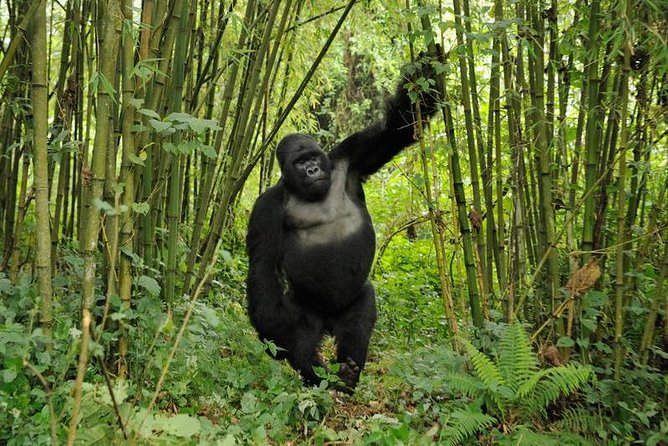 3 Days Uganda Gorilla Safari Tour With Relaxation on Lake Bunyonyi - Pricing and Reviews