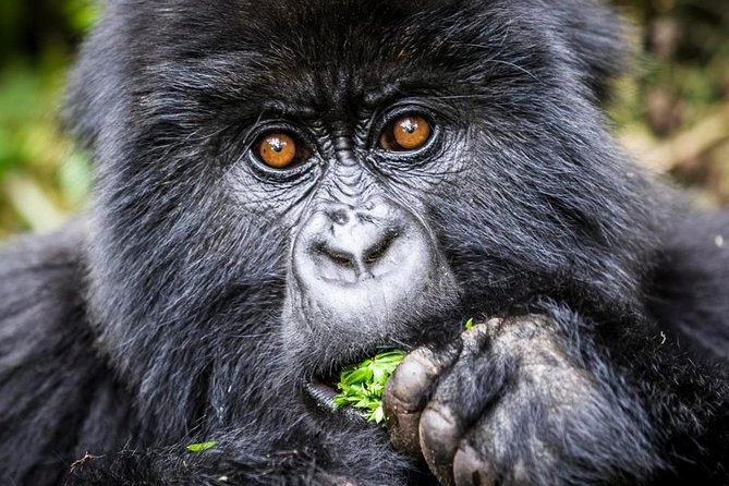 3 Days Uganda Gorilla Safari Tour With Relaxation on Lake Bunyonyi - Meeting and Ending Point
