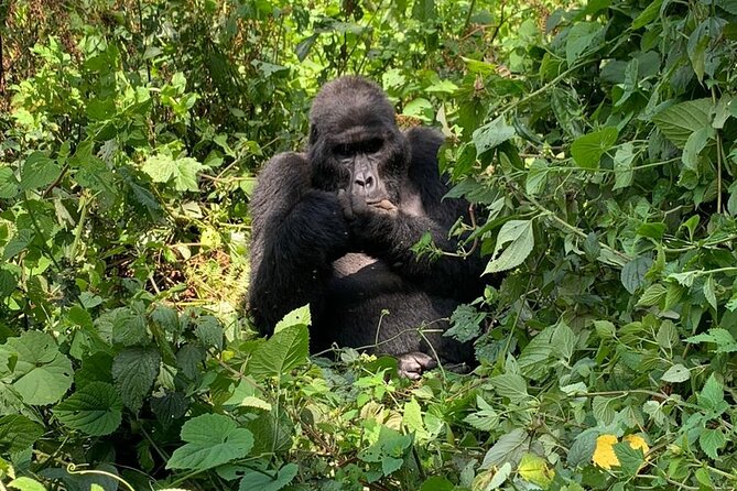 3 Days Uganda Gorilla Trek Safari Tour - Meeting and Pickup