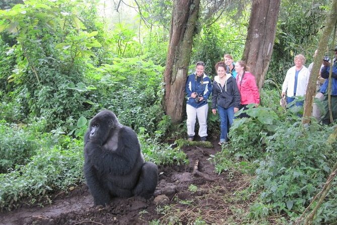 3 Days Uganda Gorilla Trekking Safari - Gorilla Trekking Experience