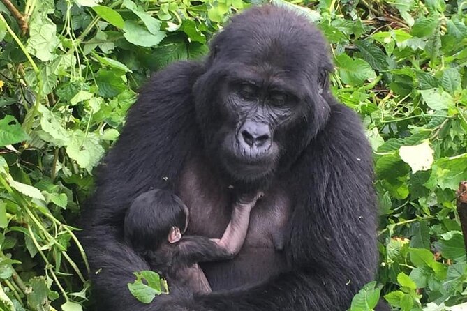 3 Days Uganda Gorilla Trekking Safari - What to Bring