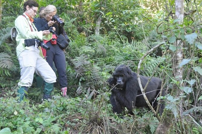 3 Days Uganda Gorilla Trekking Safari - Group Size and Restrictions
