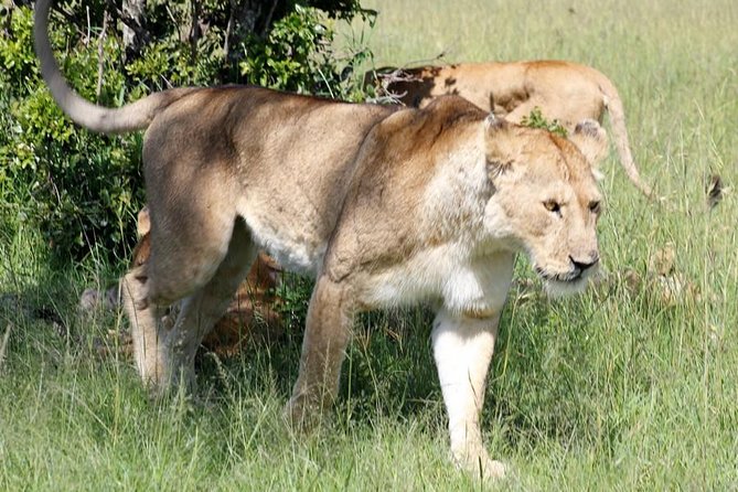 3 Days(2 Nights) Tsavo East Tour & Saltlick (Cost Based on Minimum 2 Persons) - Tour Highlights