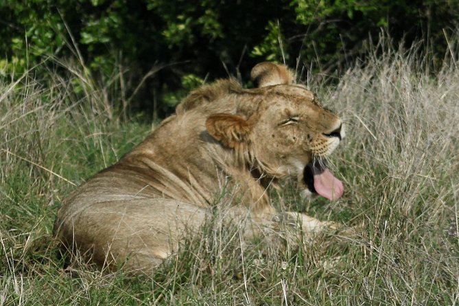 3 Days(2 Nights) Tsavo East Tour & Saltlick (Cost Based on Minimum 2 Persons) - Pricing and Availability