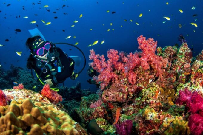 3 Fun Dives for Certified King Cruiser Wreck and Koh Dok Mai - Dive Duration and Safety