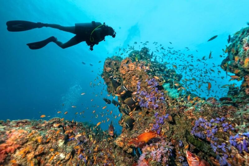 3 Fun Dives for Certified: Phi Phi Islands and Shark Point - Phi Phi Islands Exploration