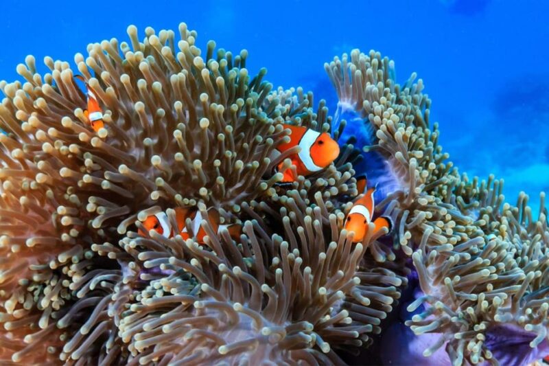 3 Fun Dives for Certified: Phi Phi Islands and Shark Point - Shark Point Dive
