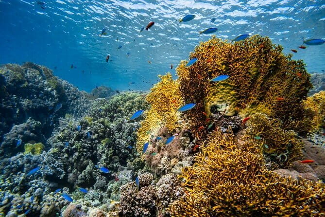 3 Fun dives in Phi Phi islands for Certified Divers - A Deep Dive into the Experience