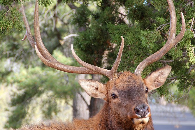 3 Hour Back-Road Safari to Grand Canyon With Entrance Gate By-Pass at 9:30 Am - Inclusions and Exclusions